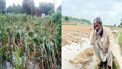 Photo of UP में भारी बारिश से किसान परेशान, खेतों में खड़ी फसल डूबी, सब्जियों को भी नुकसान